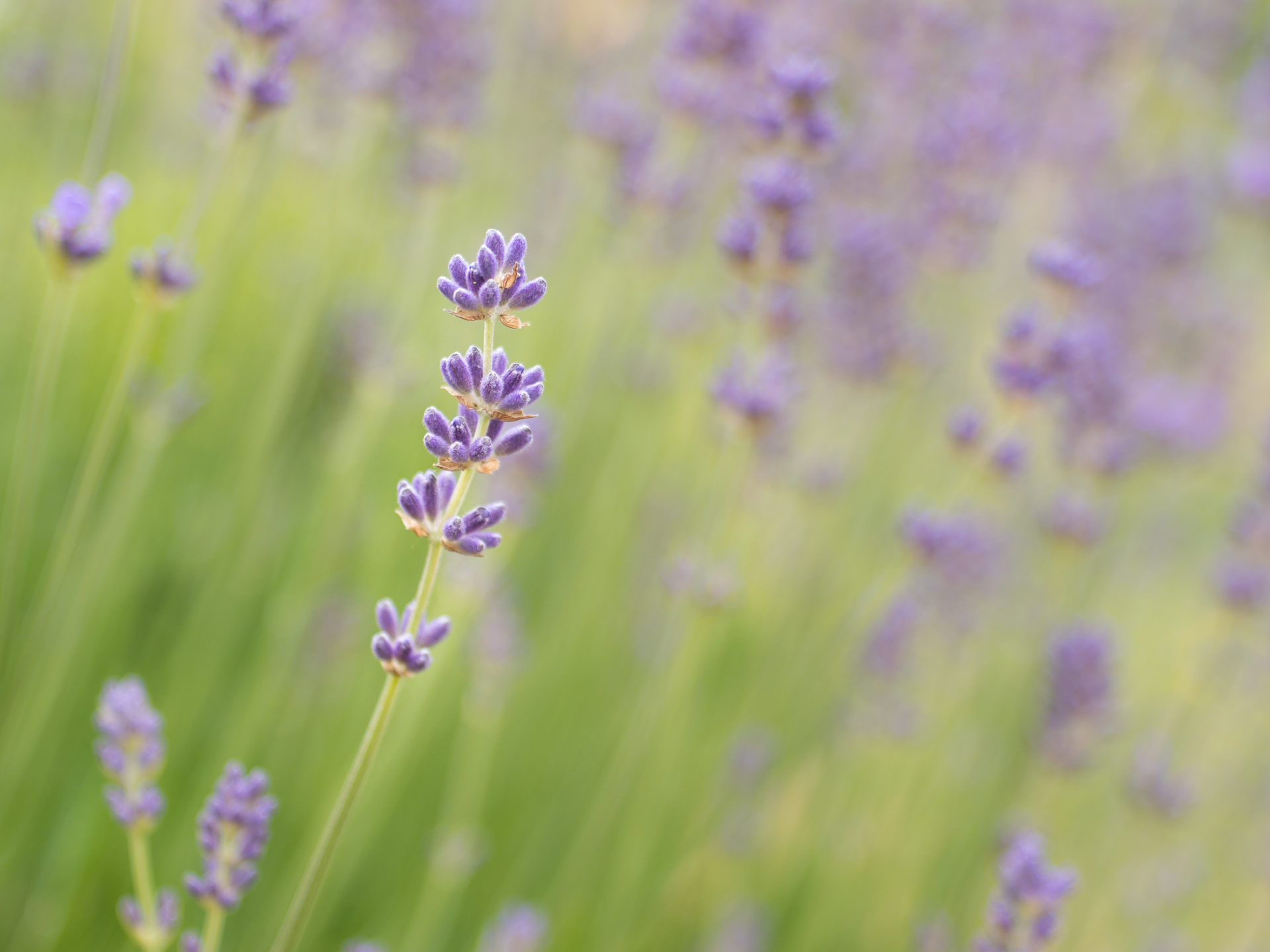 a close - up s of purple flowers in a field