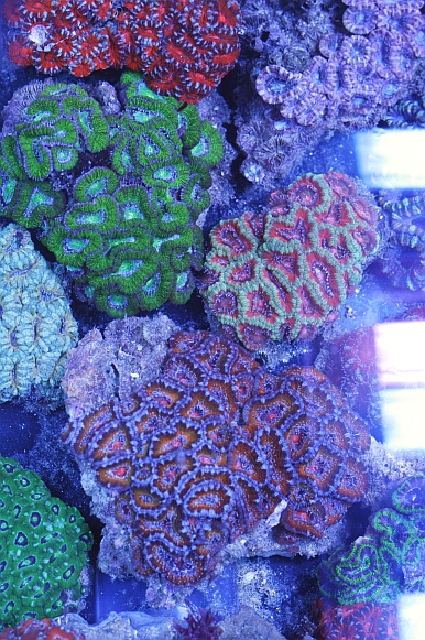 an aquarium filled with lots of colorful corals