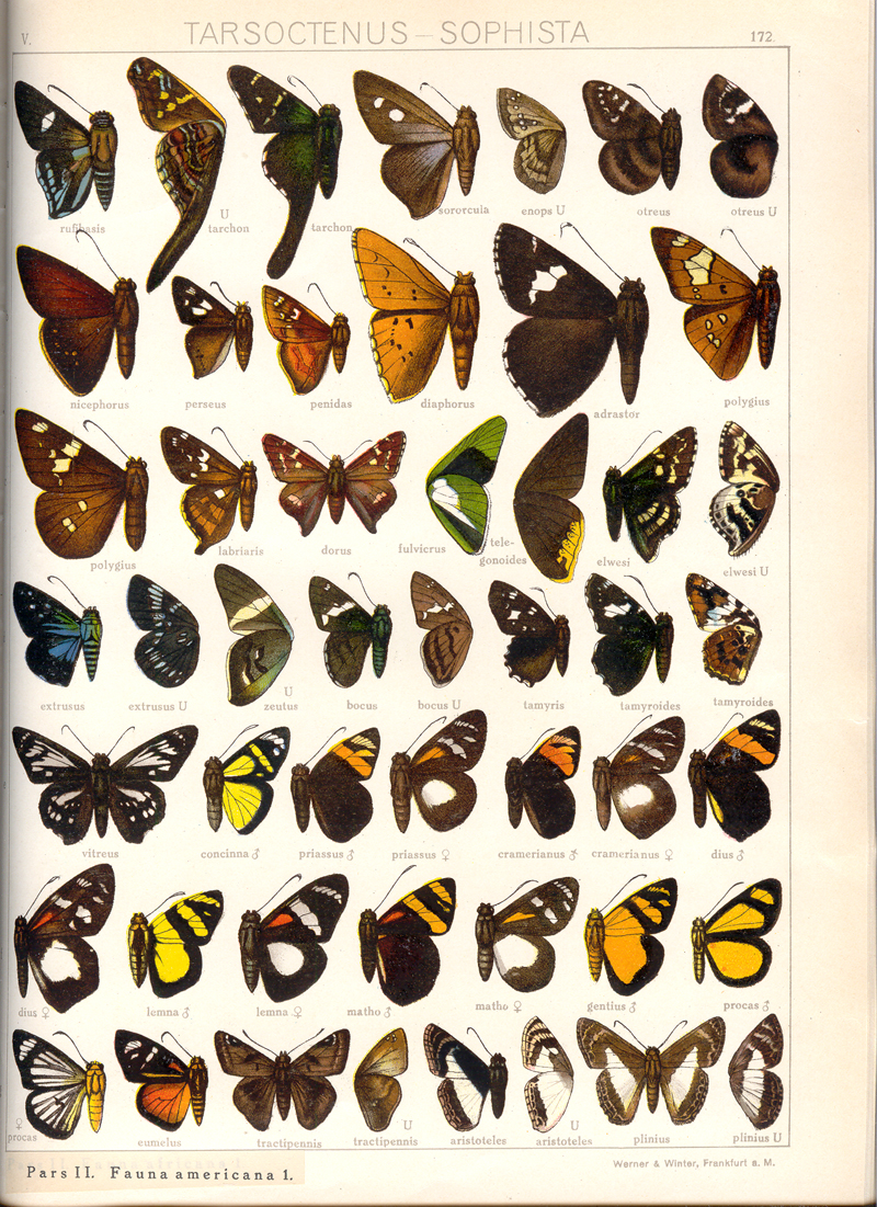 many different erflies spread out together in an old style book