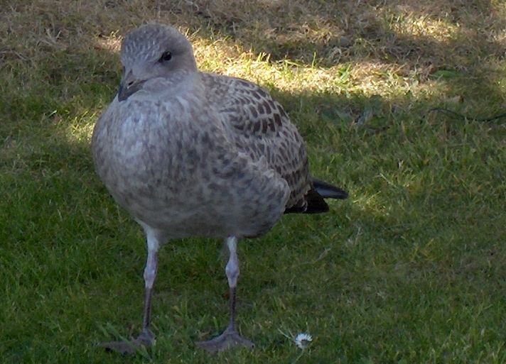 a bird is standing alone in the grass