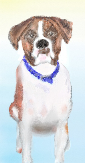 a brown and white dog with a blue collar