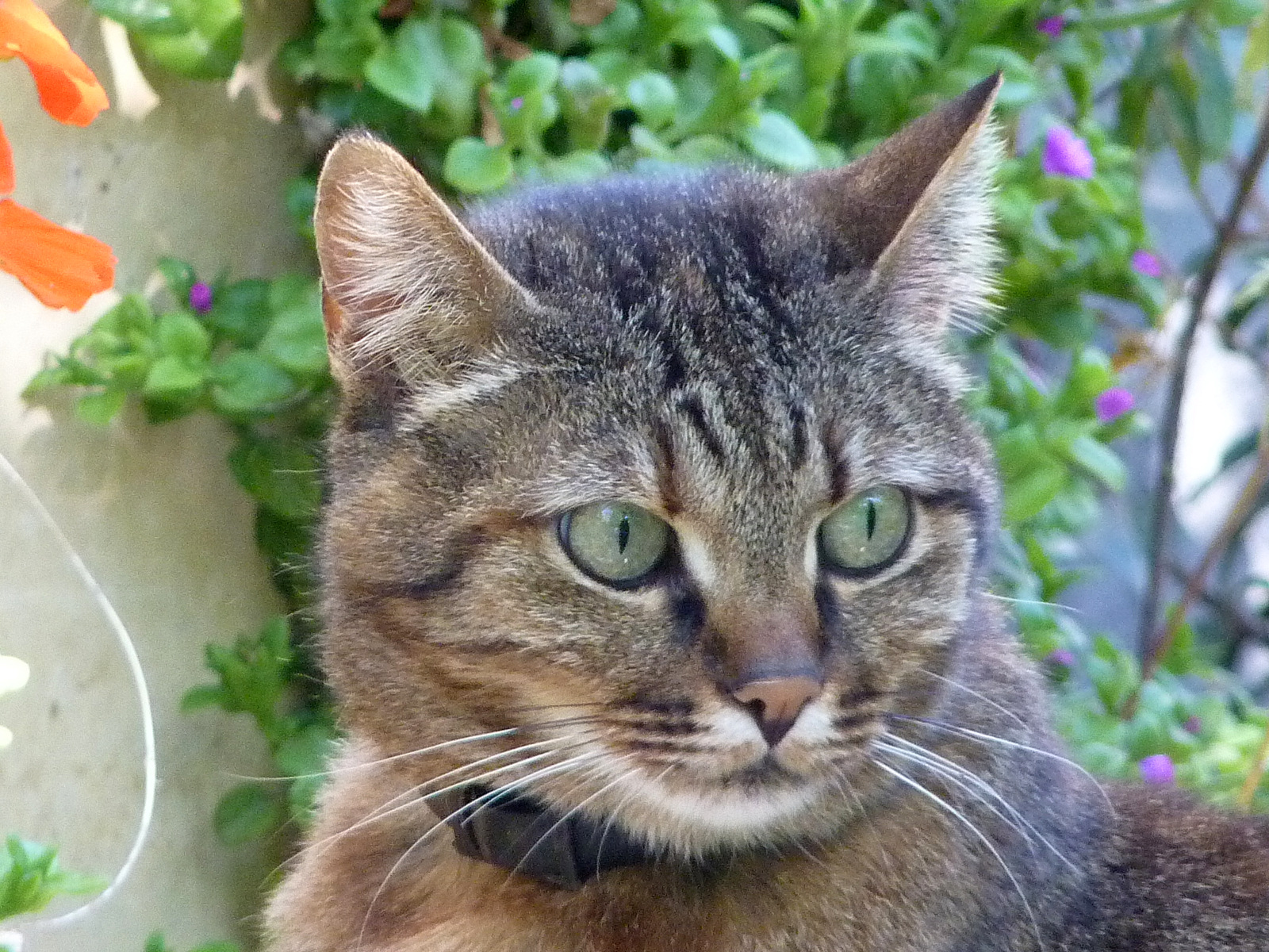 the cat is sitting outside looking for its owner