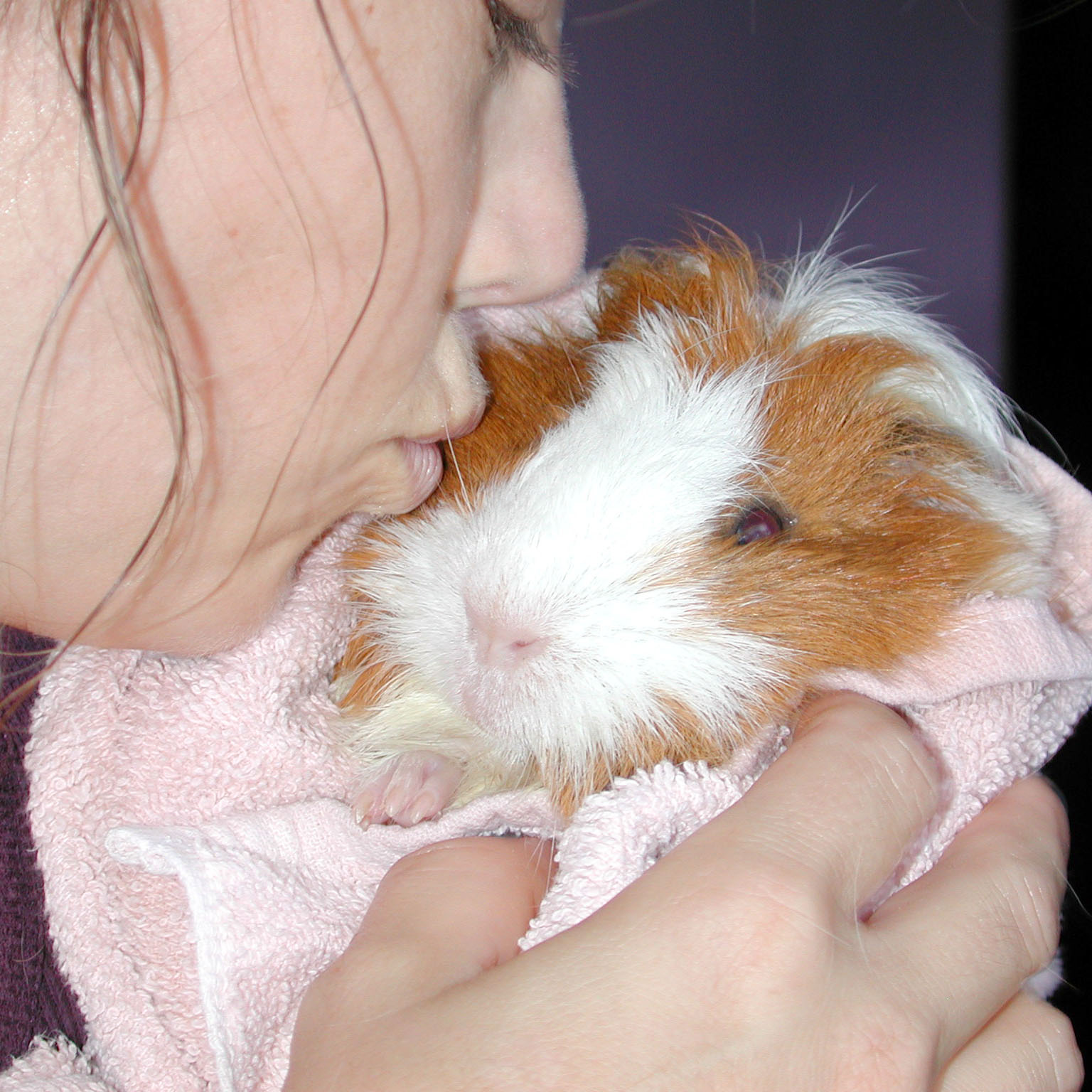 a woman holds a small hamster under her blanket