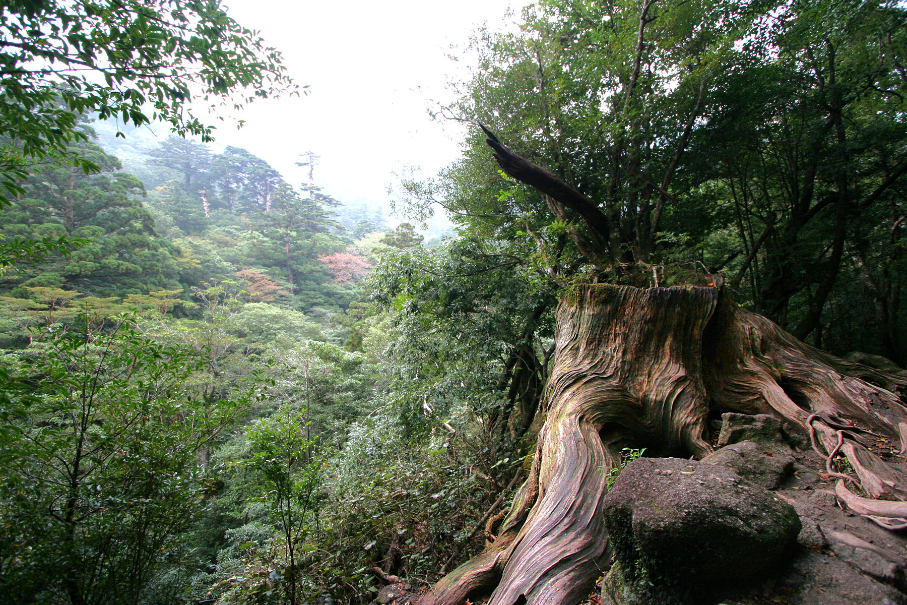 the top of a tree stump in the woods