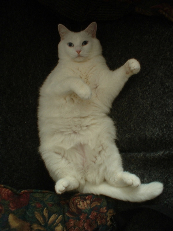 a large white cat sitting on a couch