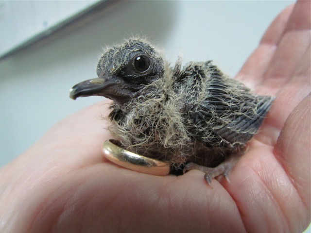 a tiny bird sits on top of a human hand