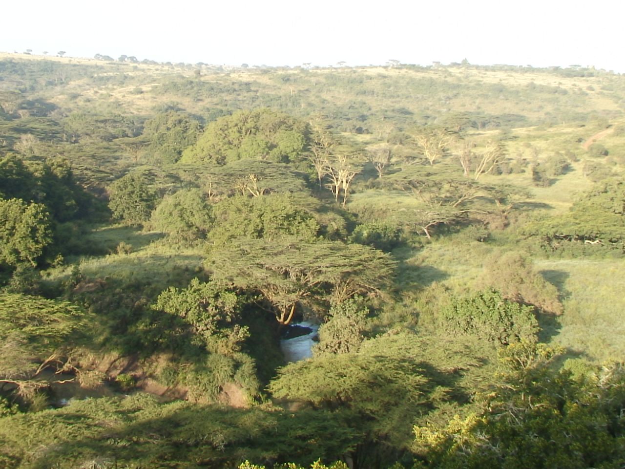 a river running through a forest filled with green trees