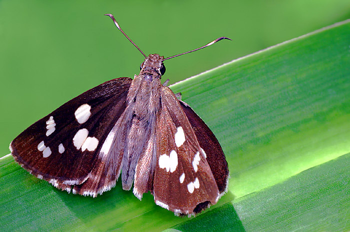 a spotted brown erfly with white spots on its wings