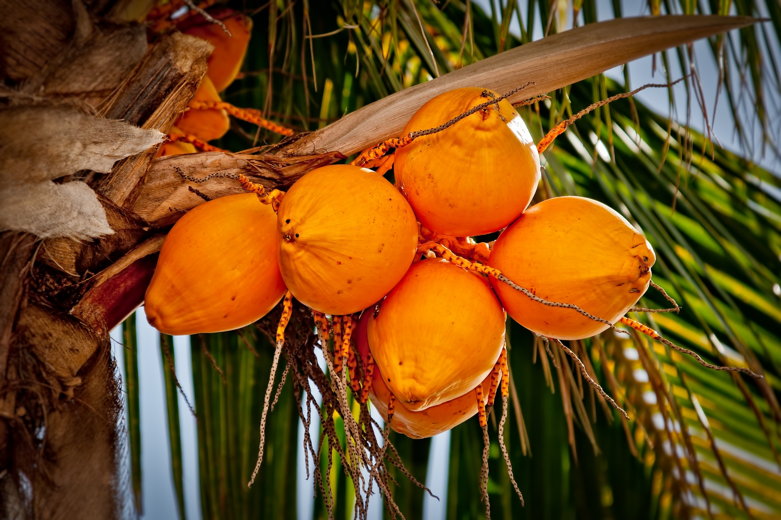 a bunch of coconuts hang from a palm tree