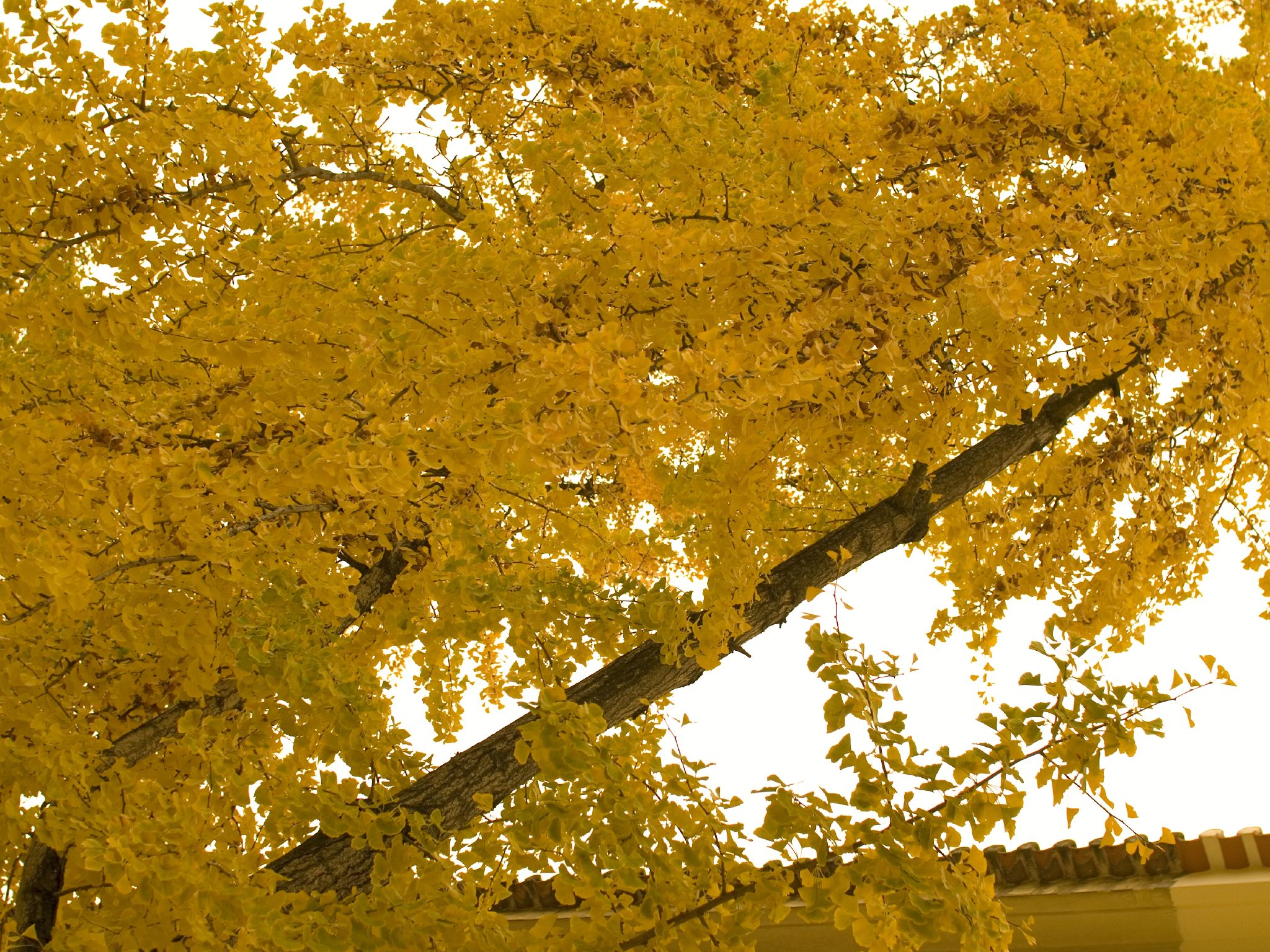 a clock tower on top of a tall tree next to leaves