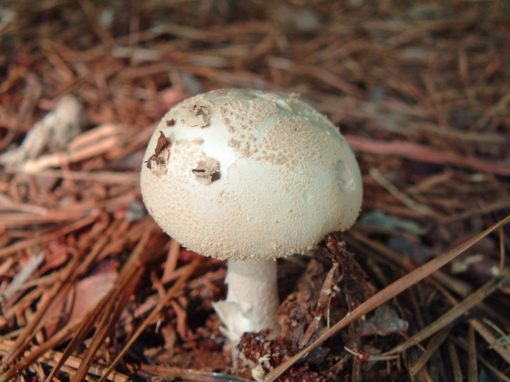 the small mushroom is on top of the ground