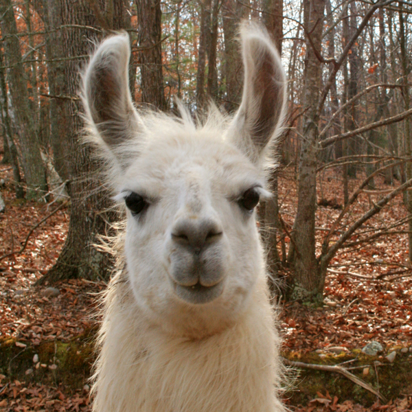 a white llama looking straight at the camera