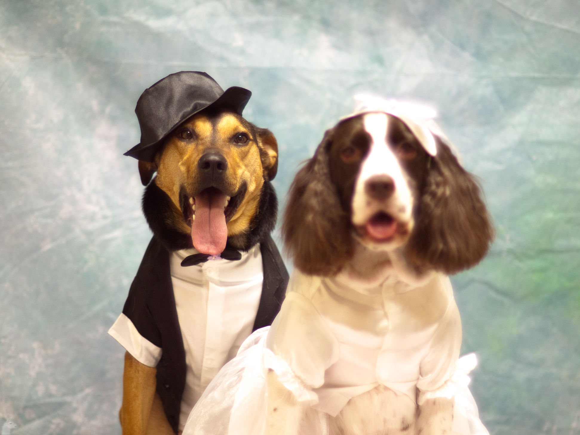 a dog in a wedding dress and a dog in a tuxedo