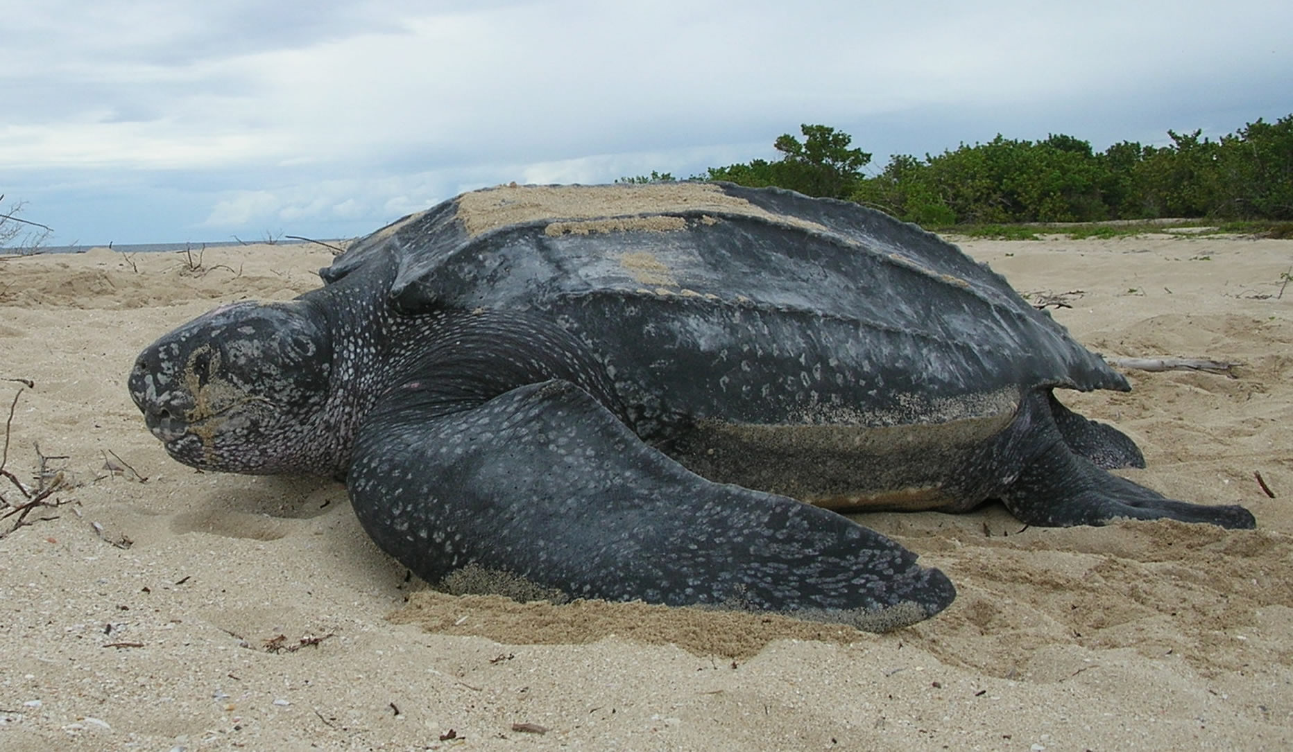 an ocean turtle laying on a beach in the sand