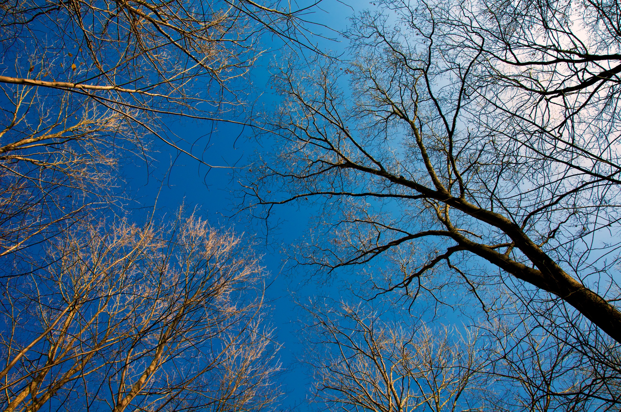 tall trees stand against a blue sky during the winter