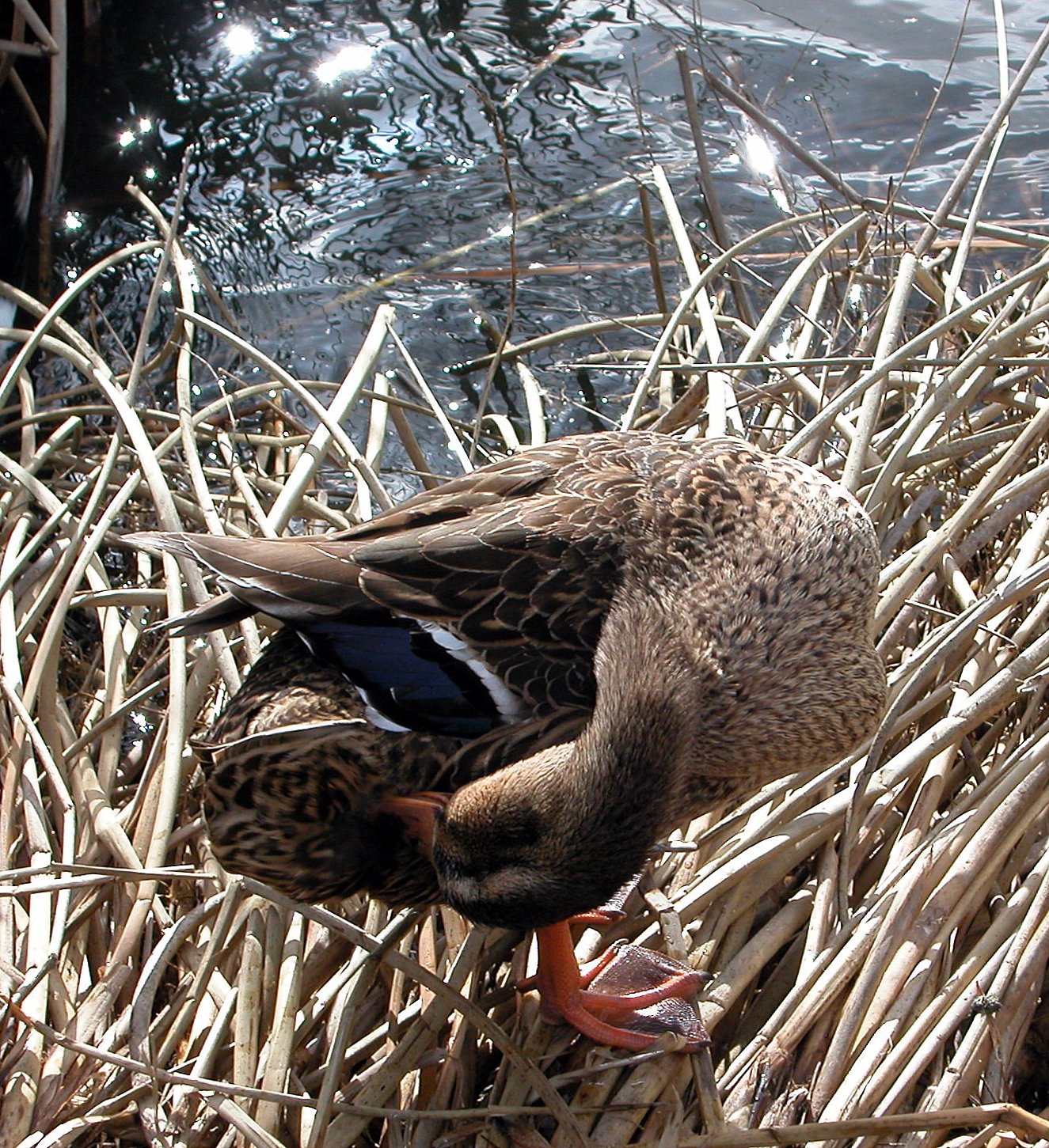 a duck with its head down standing in dry reeds