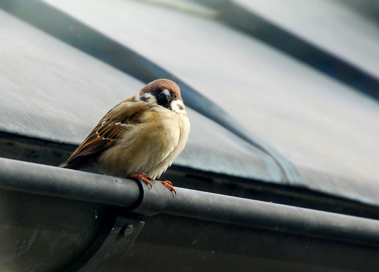 a bird is sitting on a flat gray surface