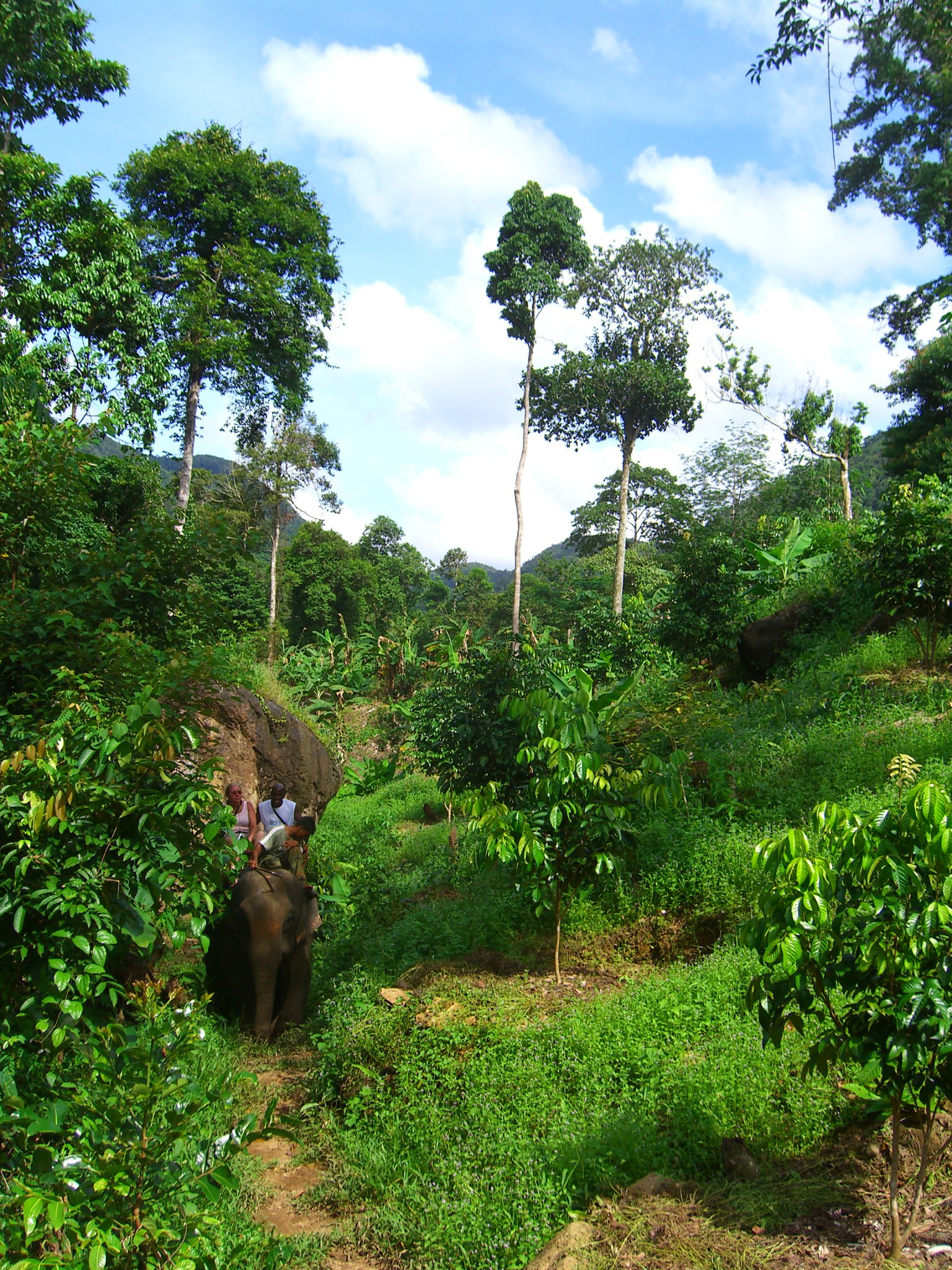 several people riding on top of an elephant walking through the jungle