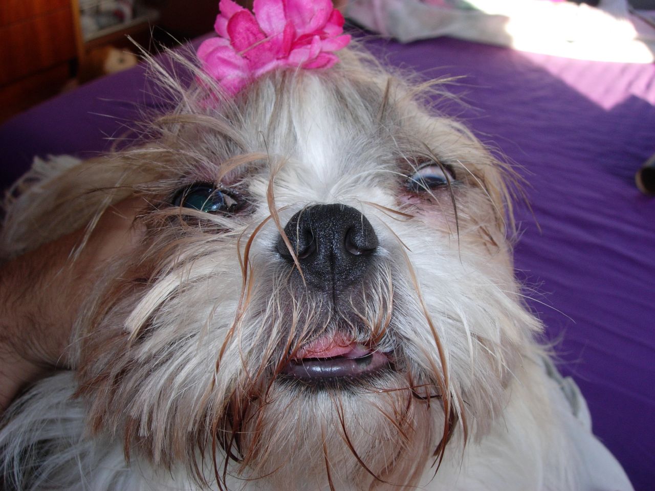 a white and brown dog with a pink flower on its head
