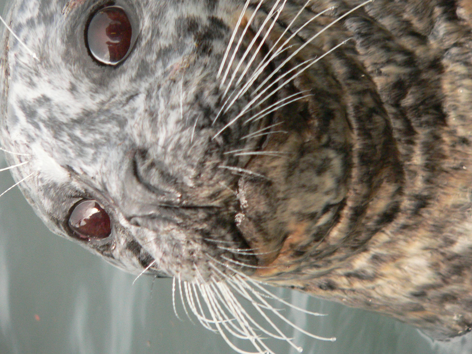 a close up view of the head of a seal with its eyes open