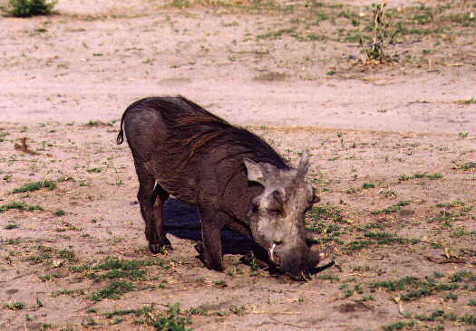 a baby elephant is eating grass from the ground