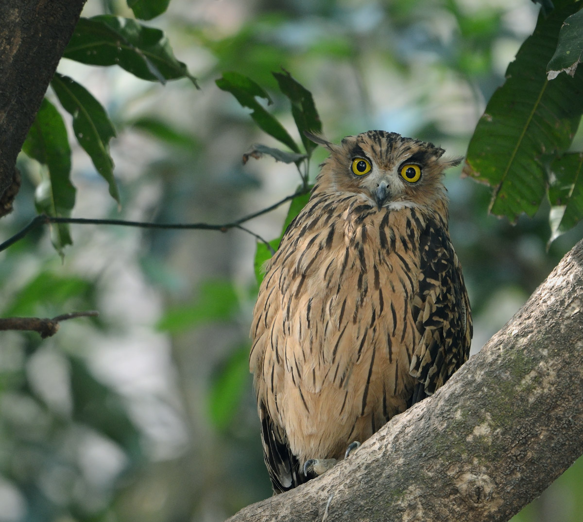 a brown bird with yellow eyes sitting on a tree nch