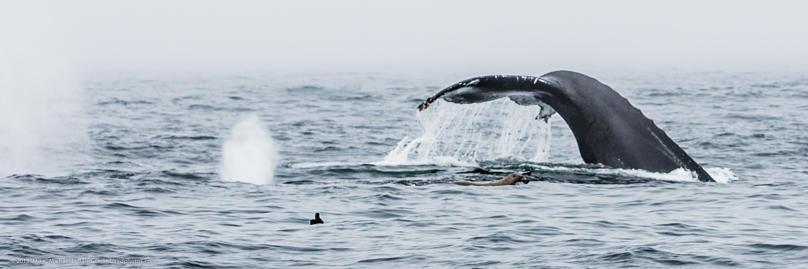 a large whale's flups can be seen out in the ocean