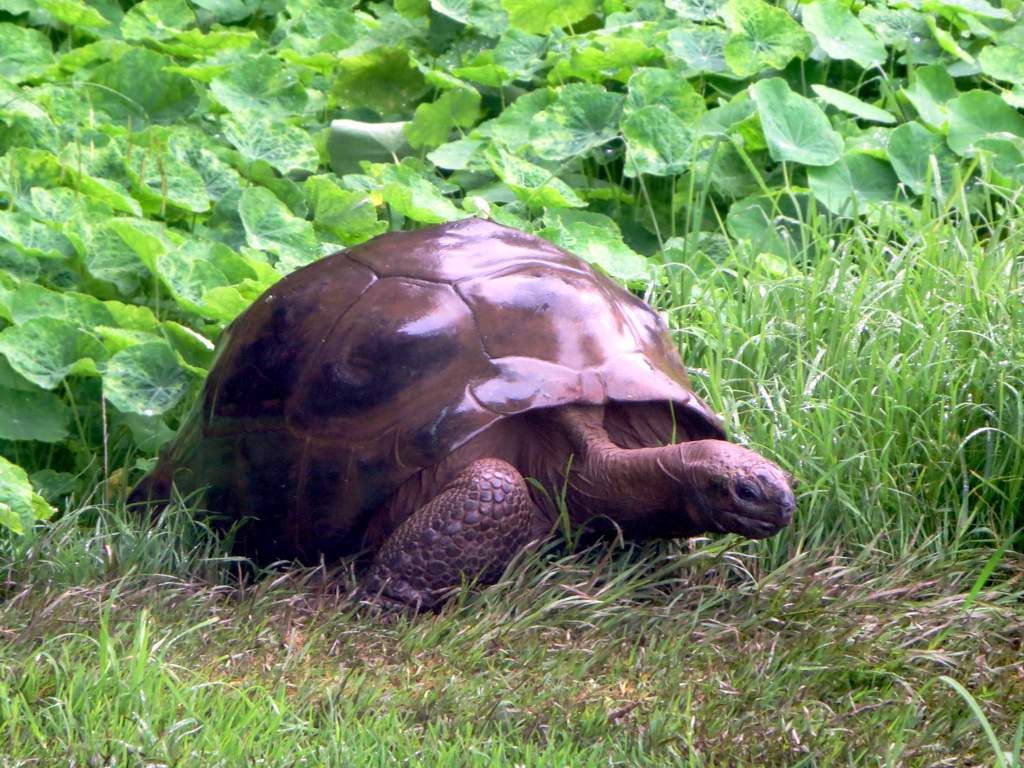 an adult tortoise walking on the grass by some plants