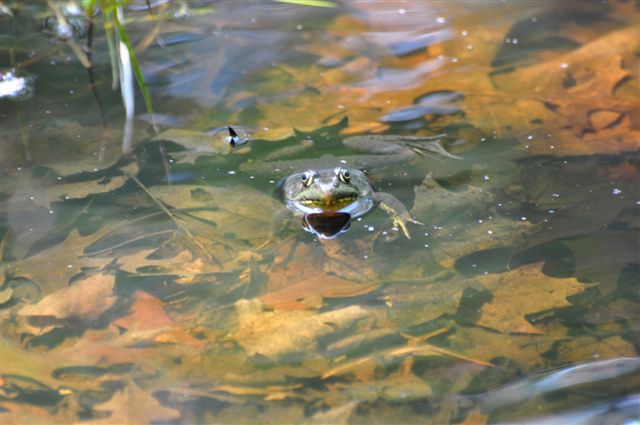 a frog sitting in a pond next to some leaves