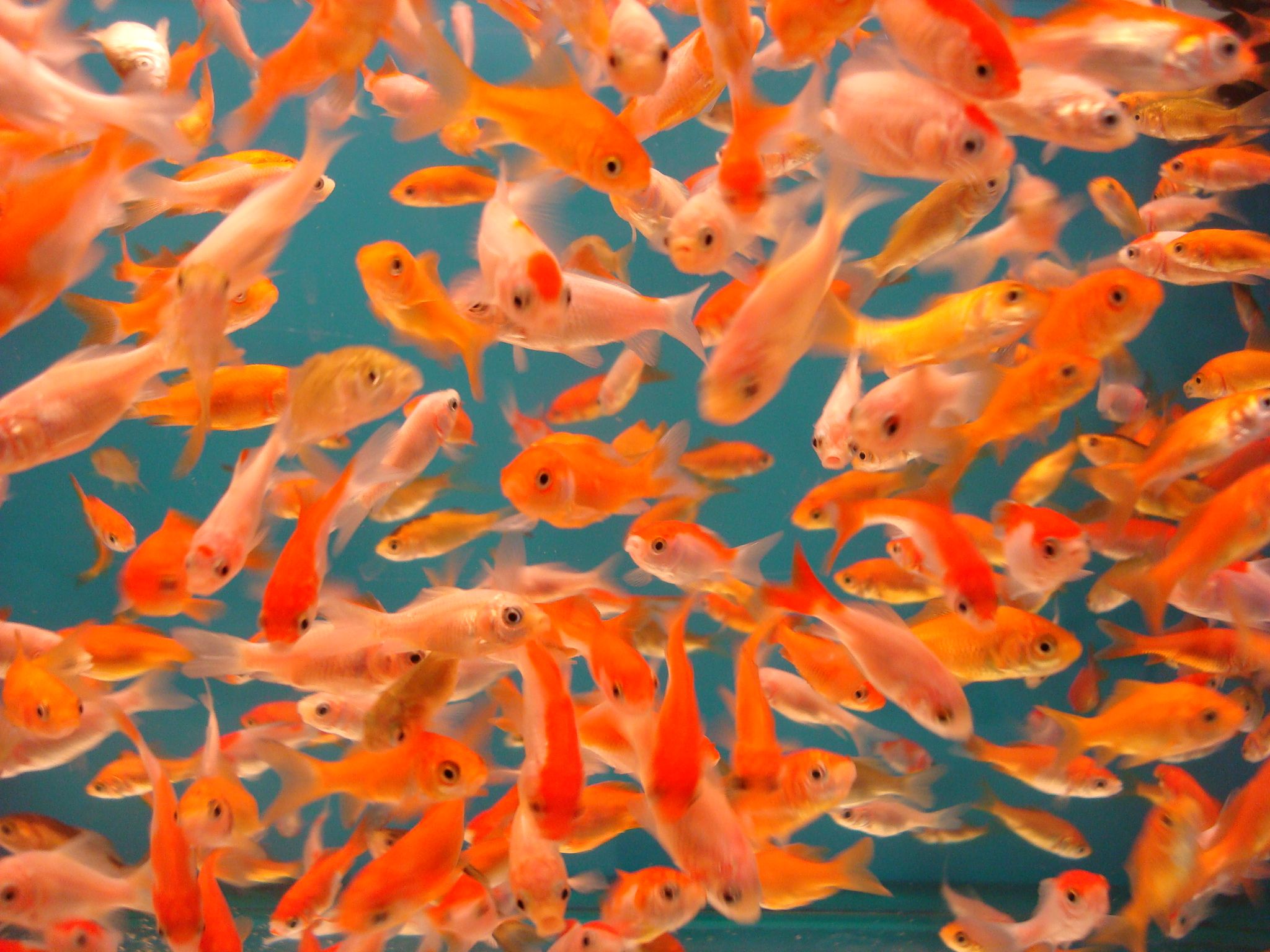 many gold fish in a tank surrounded by water