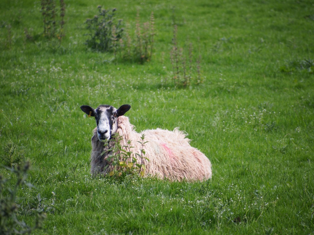 two lambs lying in green grass and bushes