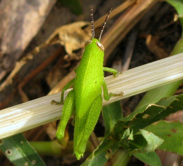 a grasshopper on the stem of a plant