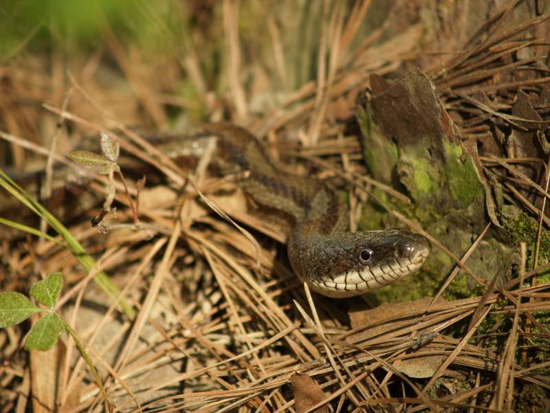 a small lizard is shown in the ground