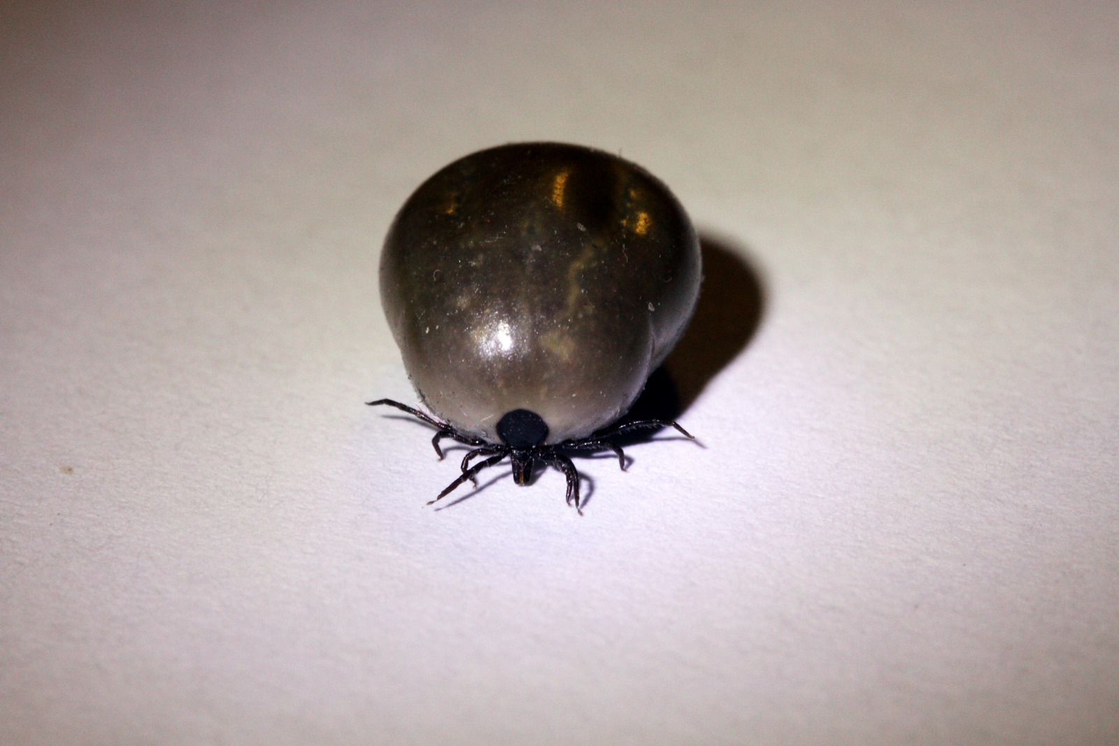 a black beetle standing on a white surface