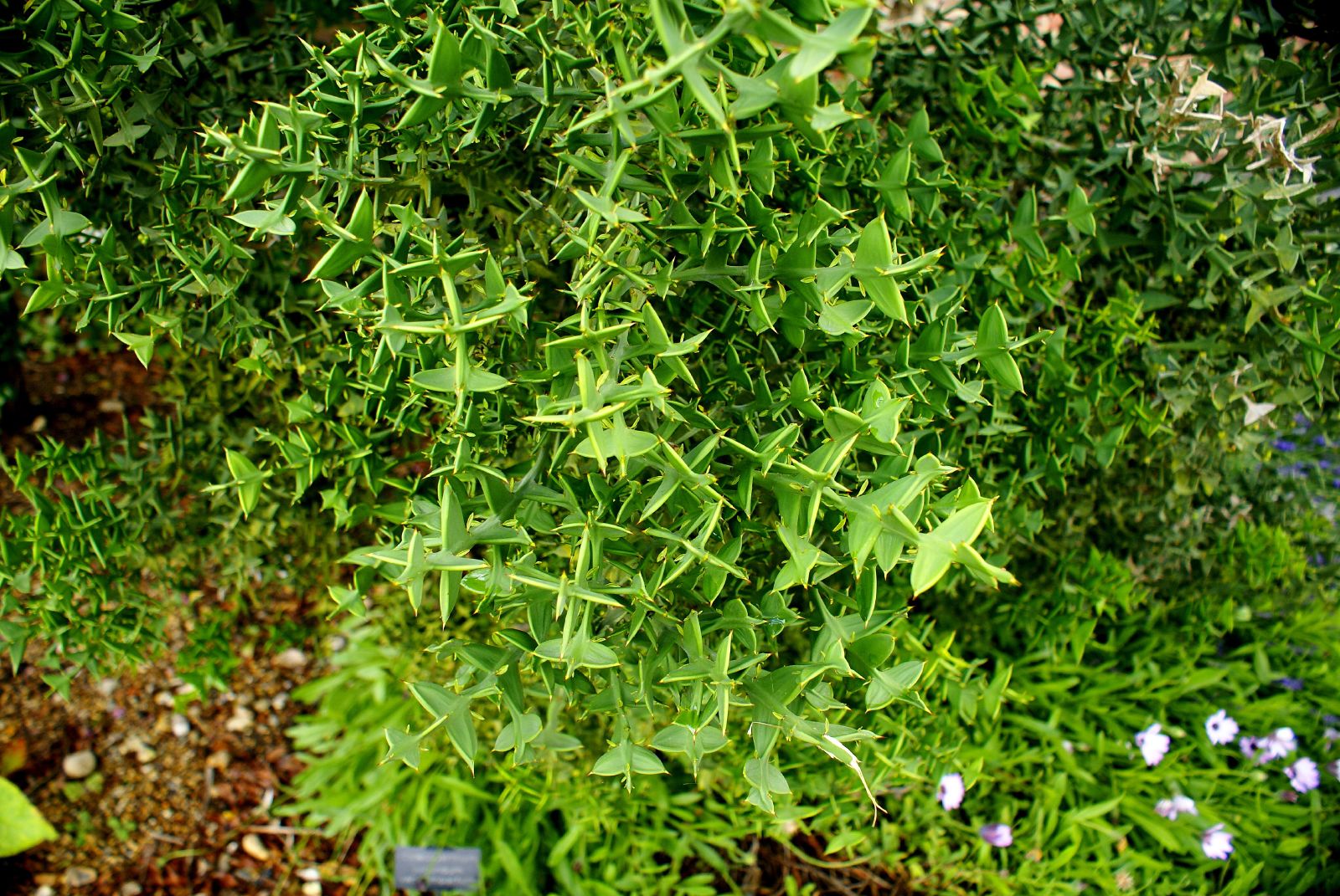 some green plants growing next to a bush