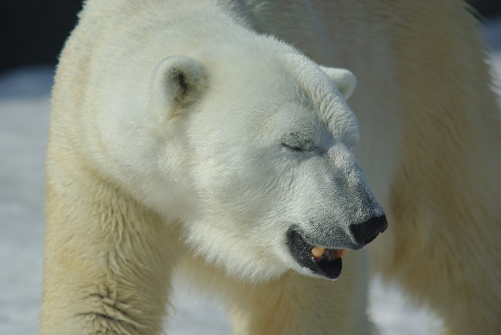 a polar bear on snow looking at the camera