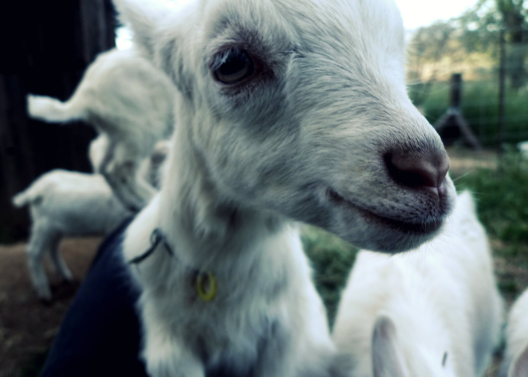 there is a baby goat that has it's eyes closed