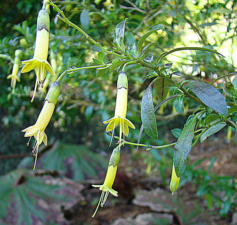 three yellow flower are blooming next to some green leaves