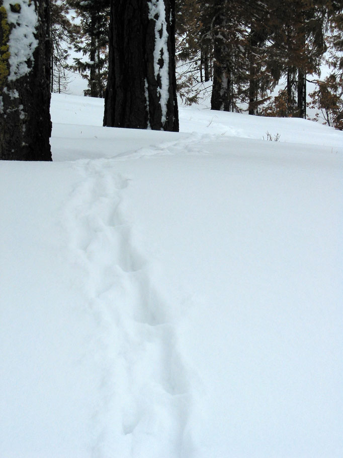 footprints trail through the snow with trees in the background