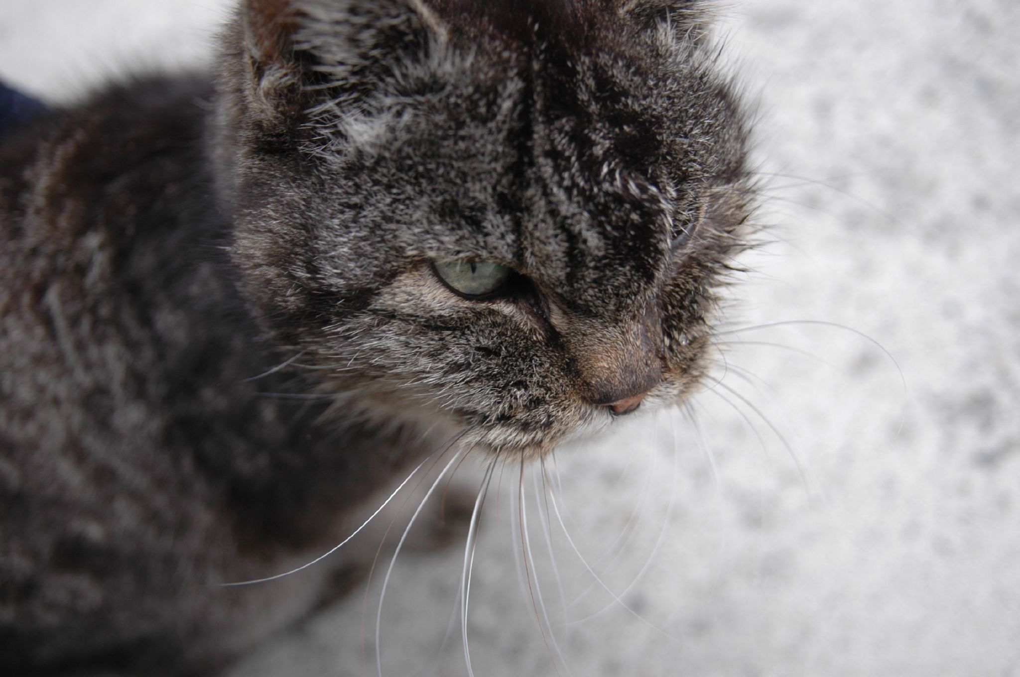 a cat with very light brown hair staring forward