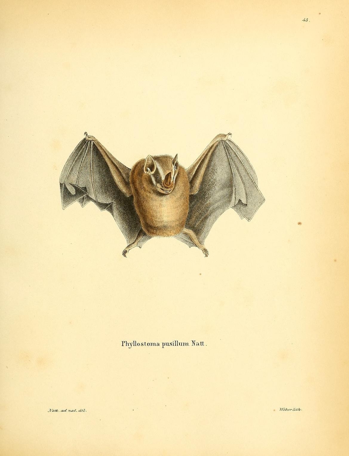 a flying bat with wings extended with its head sticking out