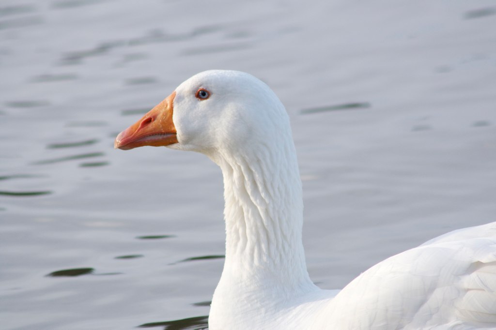 a white duck sitting in the water with its head turned