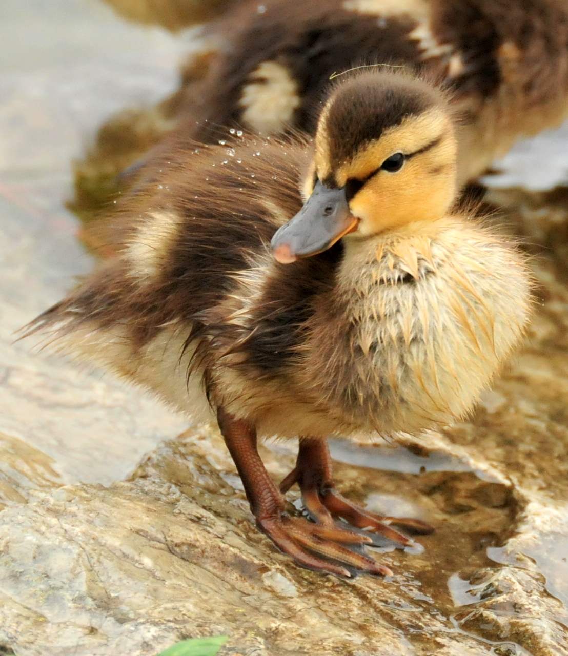 a duck is looking out at the water