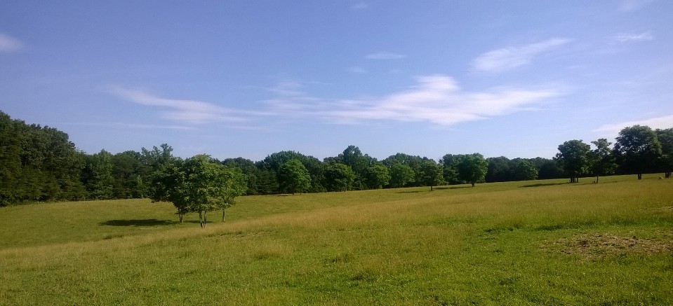 trees on a hillside under a blue sky