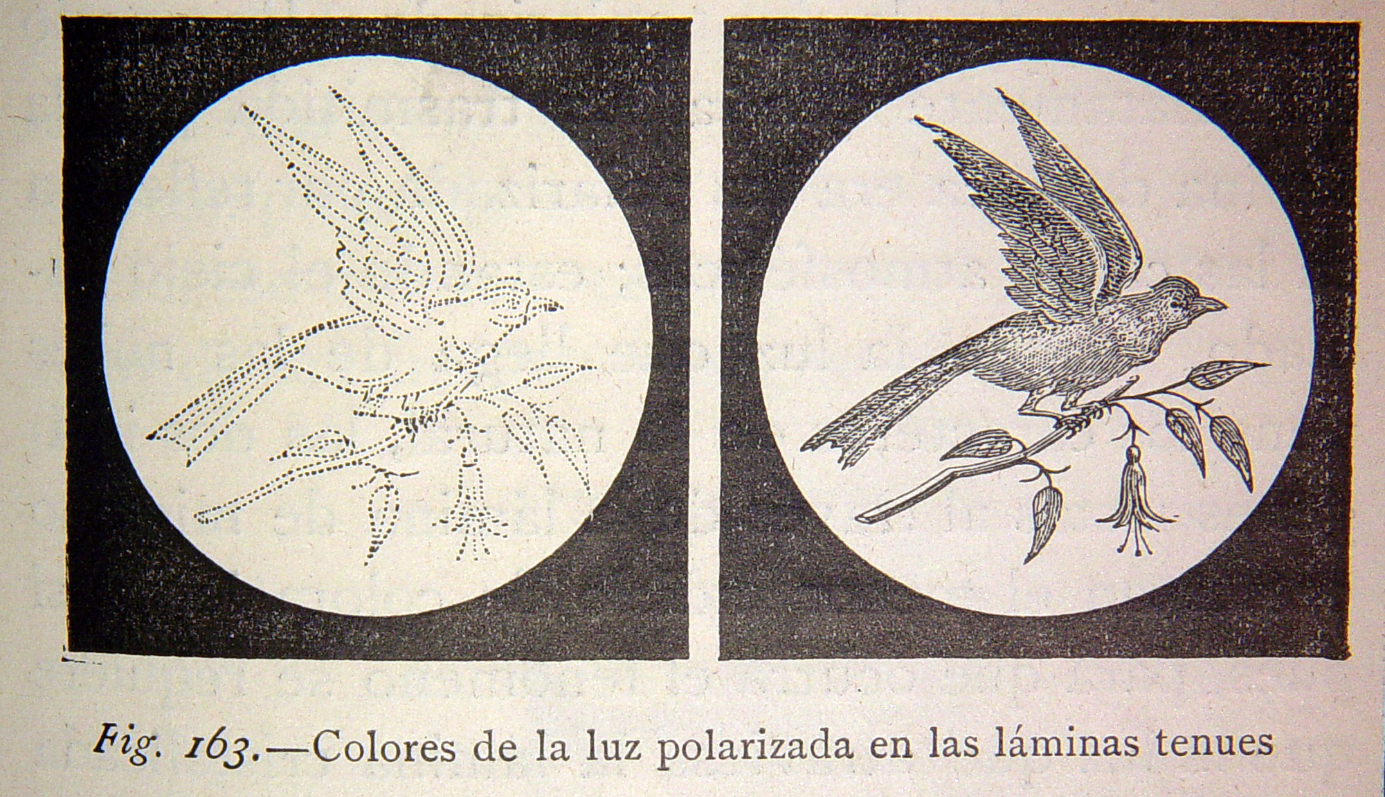 an old book with illustrations of birds in the background