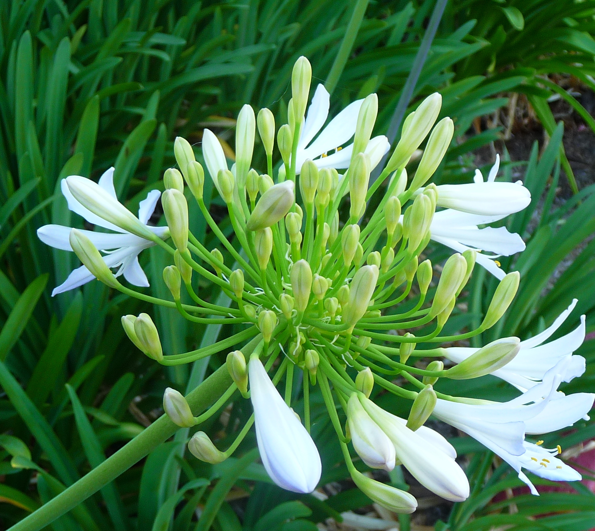 a white flower on some very pretty green plants