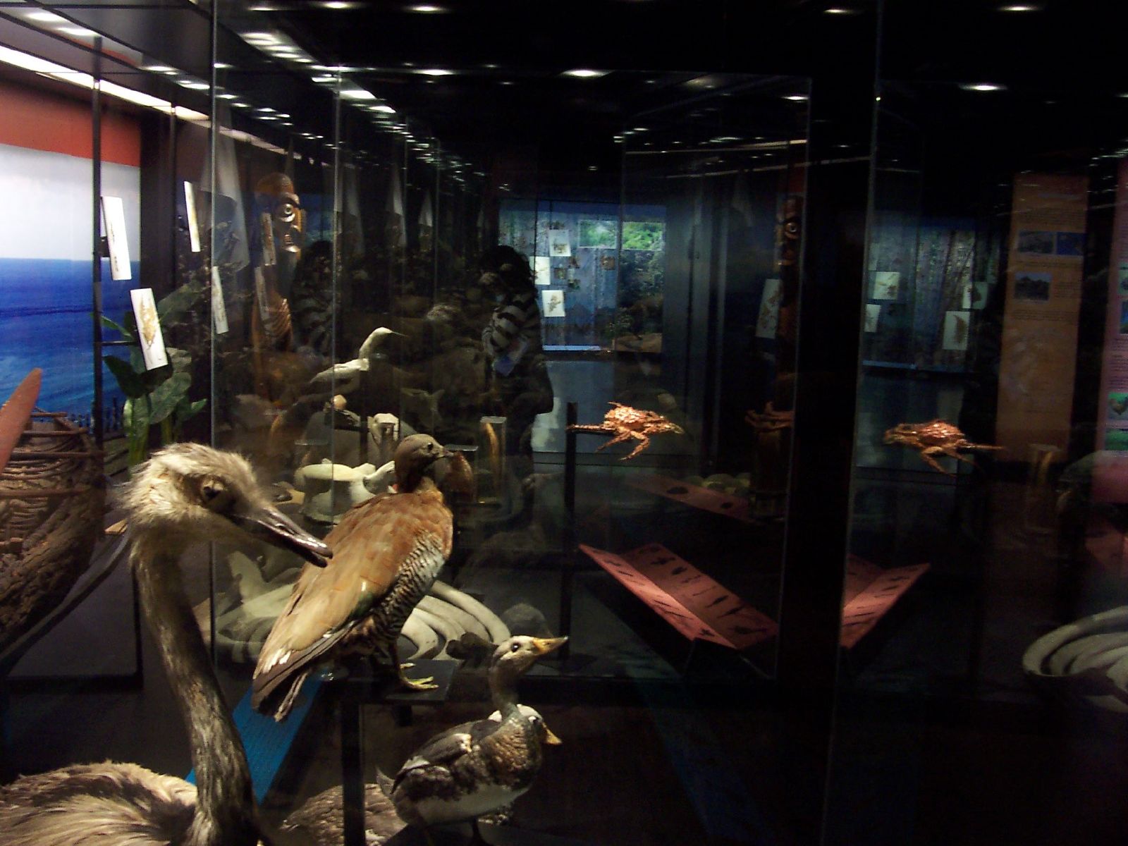 some animals on display inside of glass cases