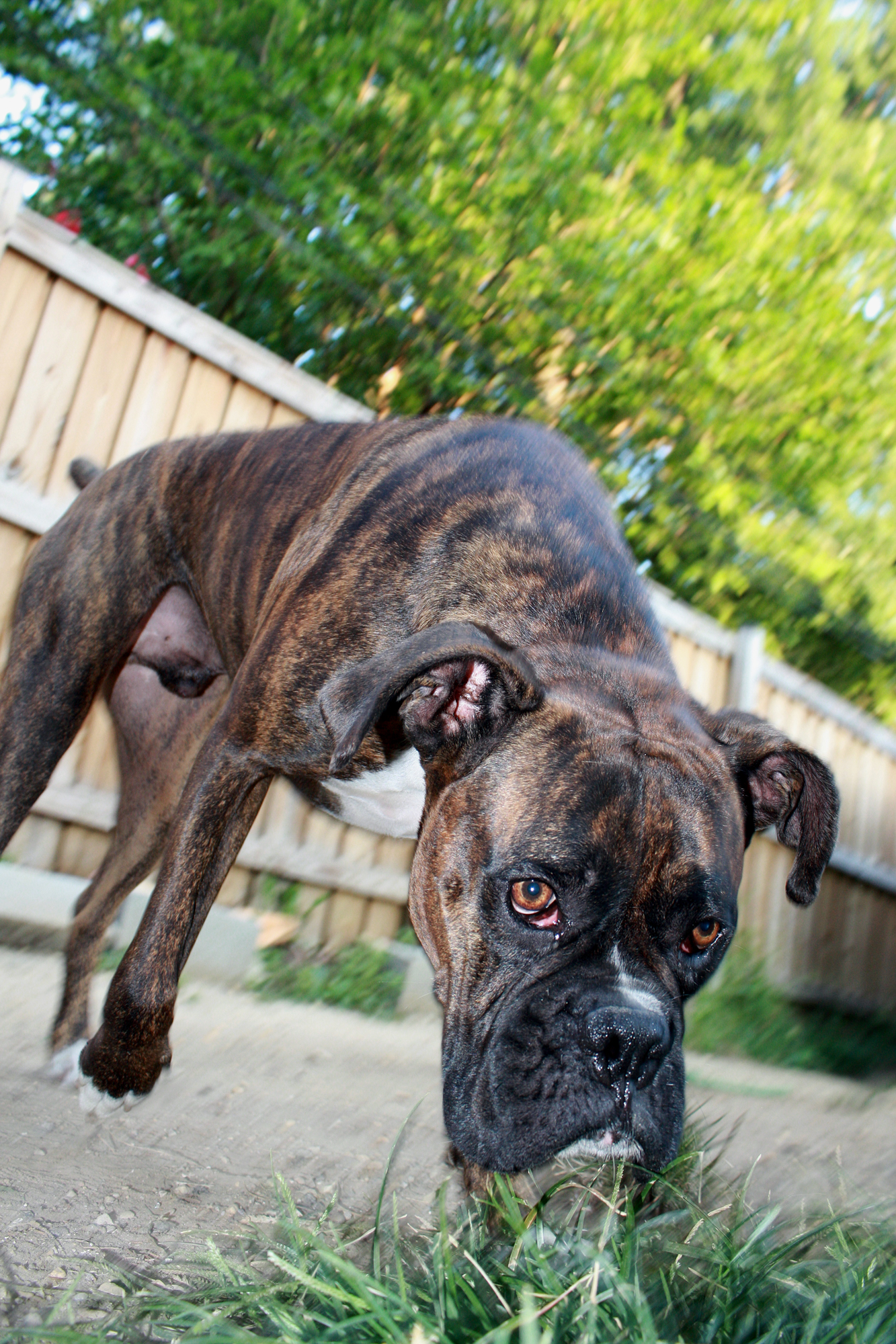 a dog with an intense look on its face