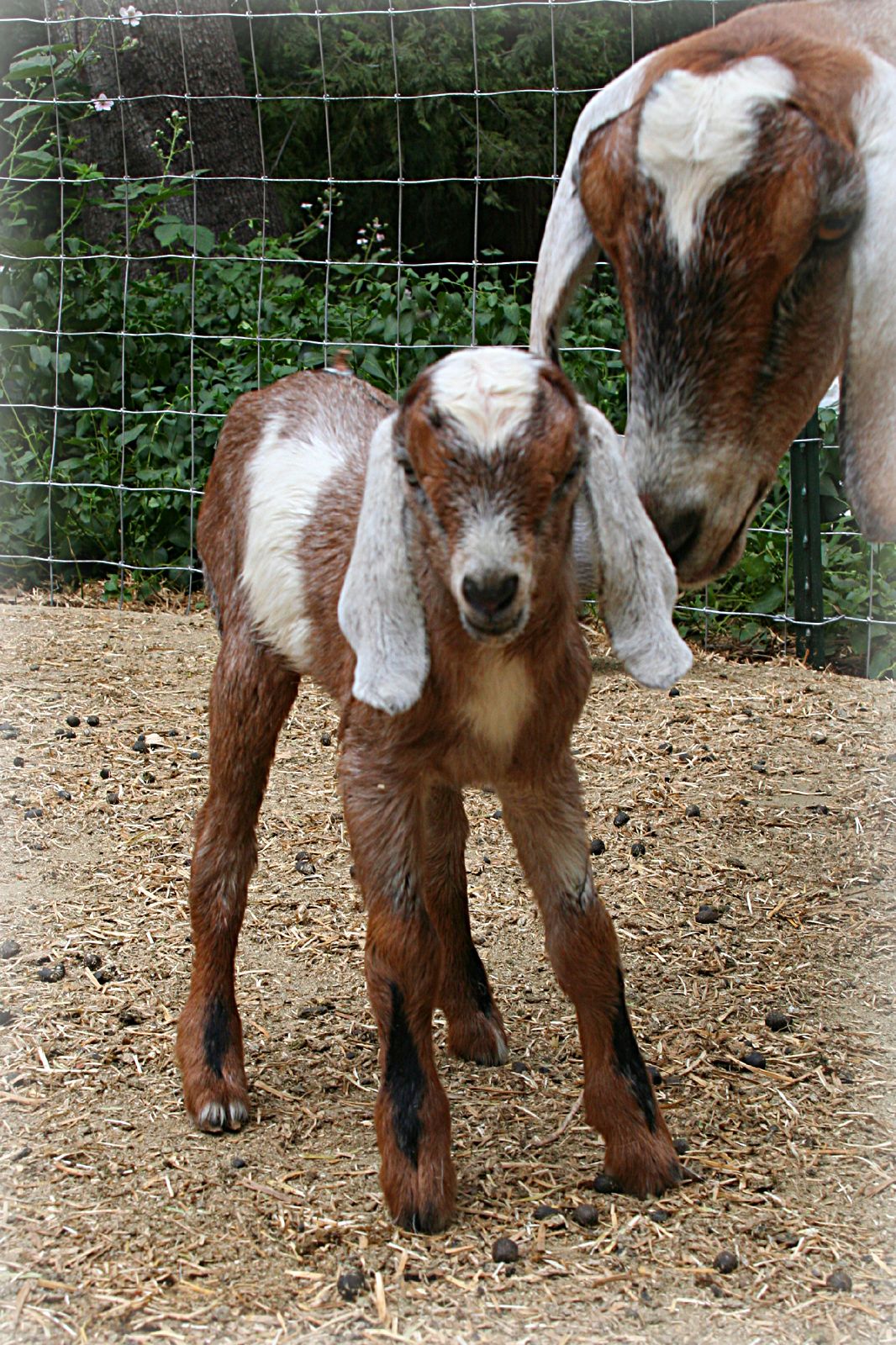 two small, adorable goats on the side of the road