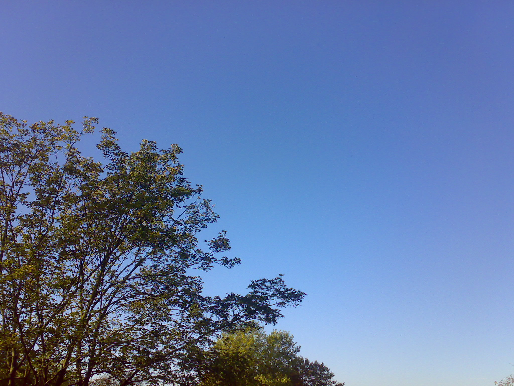 a man sits under a tree, under the blue sky